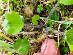 Ranunculus multiscapus