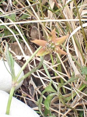 Anemonastrum tenuicaule