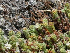 Kelleria laxa
