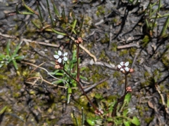 Oschatzia saxifraga