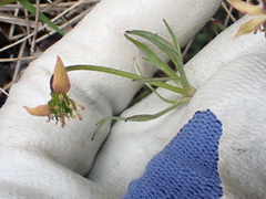 Anemonastrum tenuicaule