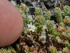 Kelleria laxa