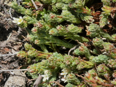 Kelleria laxa
