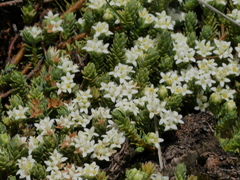 Kelleria laxa