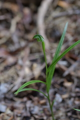 Pterostylis graminea