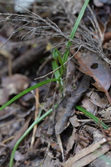 Pterostylis graminea