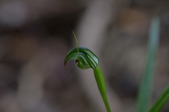 Pterostylis graminea