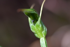 Pterostylis graminea