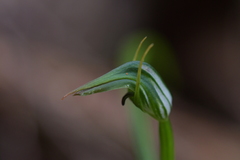 Pterostylis graminea