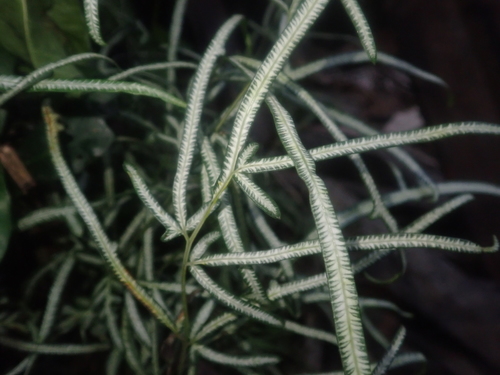 Pteris ensiformis image