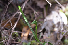 Pterostylis graminea