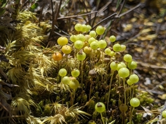 Pleurophascum grandiglobum