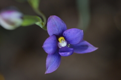 Thelymitra nervosa