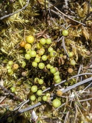 Pleurophascum grandiglobum