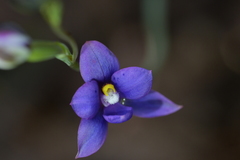 Thelymitra nervosa