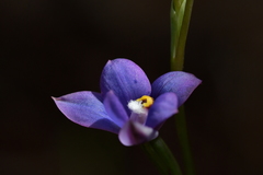 Thelymitra nervosa