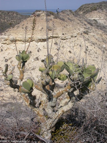 Kalanchoe grandidieri