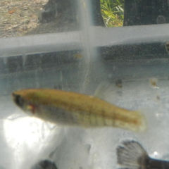 Fundulus dispar