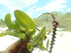 Bulbophyllum rubrum image