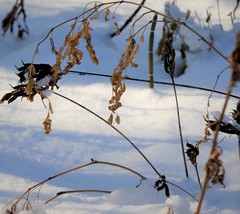 Astragalus schelichowii