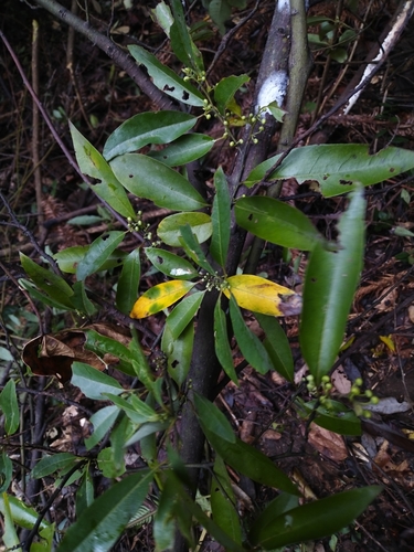 Mountain pepper