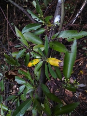 Litsea cubeba