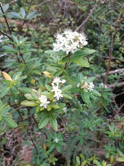 Acradenia frankliniae