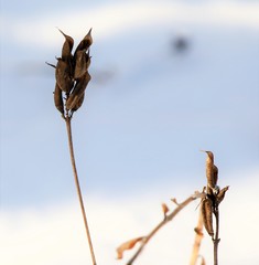 Astragalus schelichowii