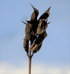 Astragalus schelichowii