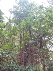 Litsea cubeba