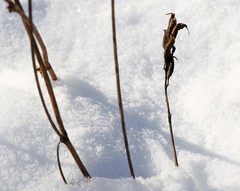 Astragalus schelichowii