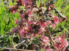 Noaea mucronata