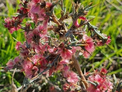Noaea mucronata