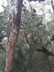 Lagarostrobos franklinii