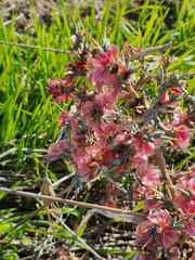 Noaea mucronata