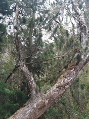 Lagarostrobos franklinii