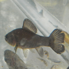 Aphredoderus sayanus