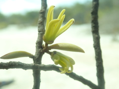 Xylopia bemarivensis