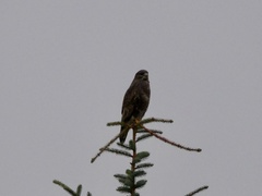 Buteo buteo