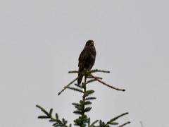 Buteo buteo