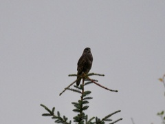 Buteo buteo