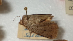 Protolampra sobrina