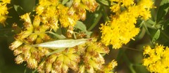 Oecanthus quadripunctatus