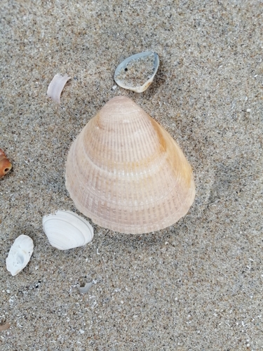 Norwegian Egg Cockle, Strandpaal ZH 97.5, Unnamed Road, 2586, 2586 Den Haag, Netherlands, photo 10 of 10