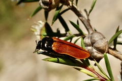 Castiarina rufipennis