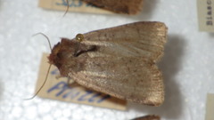 Protolampra sobrina