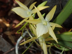 Angraecum potamophilum image