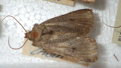 Protolampra sobrina