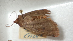 Protolampra sobrina