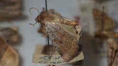 Protolampra sobrina